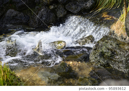 Salmon to go up Salmon to go up 95893612