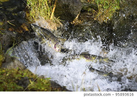 Salmon jumping upstream Salmon jumping upstream 95893616
