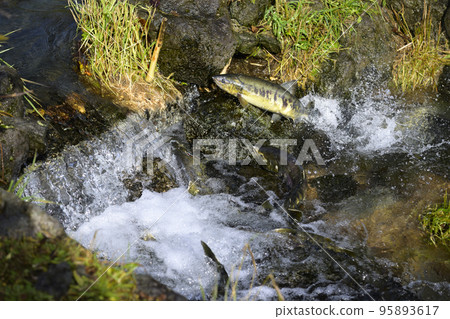 Salmon jumping upstream 95893617