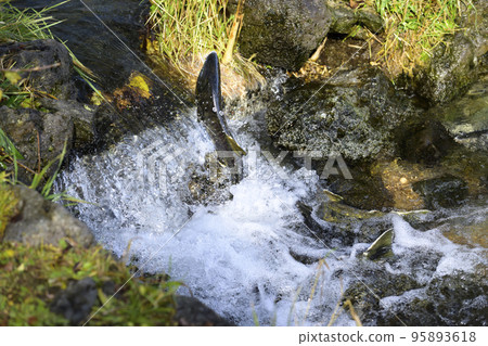 Salmon jumping upstream Salmon jumping upstream 95893618