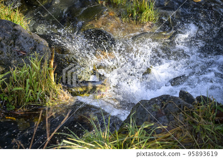 Salmon jumping upstream Salmon jumping upstream 95893619