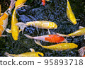 Japanese koi carp fish, a beautiful medium-sized colourful asian fishes swimming in clear freshwater pond background. 95893718
