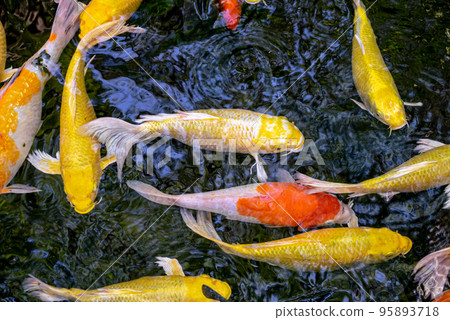 Japanese koi carp fish, a beautiful medium-sized colourful asian fishes swimming in clear freshwater pond background. 95893718