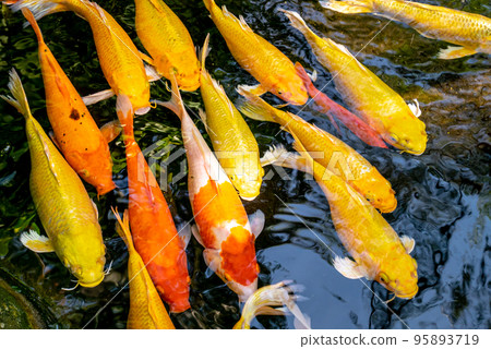 Japanese koi carp fish, a beautiful medium-sized colourful asian fishes swimming in clear freshwater pond background. Japanese koi carp fish, a beautiful medium-sized colourful asian fishes swimming in clear freshwater pond background. 95893719