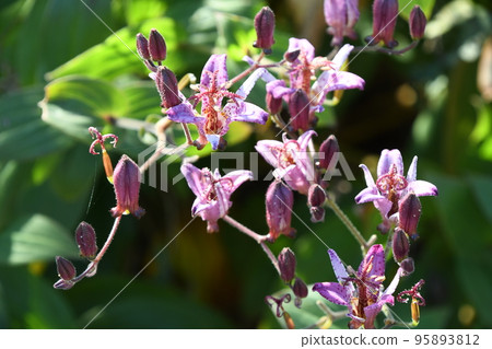 Hototogisu（Dusko Grass） 95893812