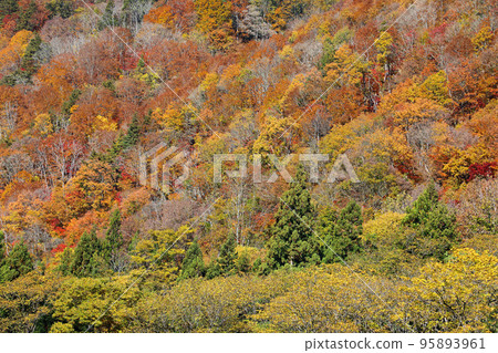 從福島縣只見町里山腳下仰望紅葉林 95893961