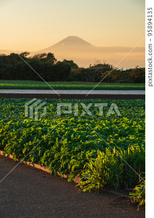 A vegetable field in Hatsune-cho, a rural landscape with a view of Mt. Fuji A vegetable field in Hatsune-cho, a rural landscape with a view of Mt. Fuji 95894135