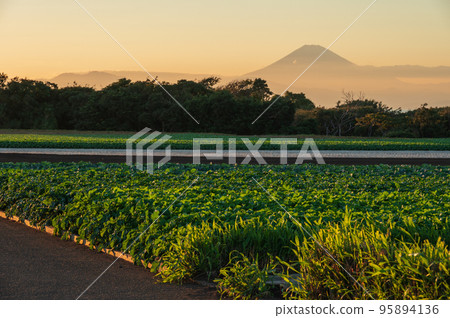 A vegetable field in Hatsune-cho, a rural landscape with a view of Mt. Fuji 95894136