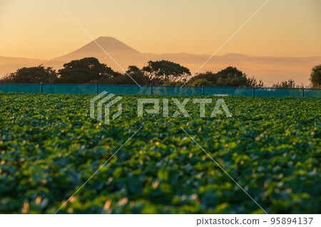 A vegetable field in Hatsune-cho, a rural landscape with a view of Mt. Fuji 95894137