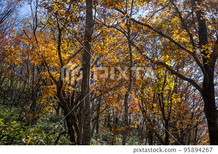 Beautiful autumn scenery of Mt. Daisen in Tottori Prefecture, Japan 95894267