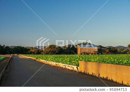 傍晚的鄉間小路 初音町的農家路 傍晚的鄉間小路 初音町的農家路 95894713