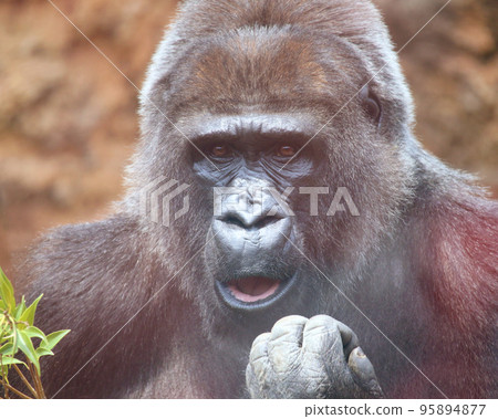 Gorilla like a boss eating leaves 95894877