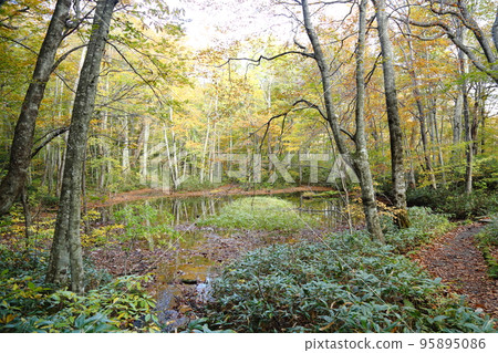 蔦溫泉周邊沼澤遊②鏡沼[青森縣十和田市奧入瀨、十和田八幡平國立公園] 95895086