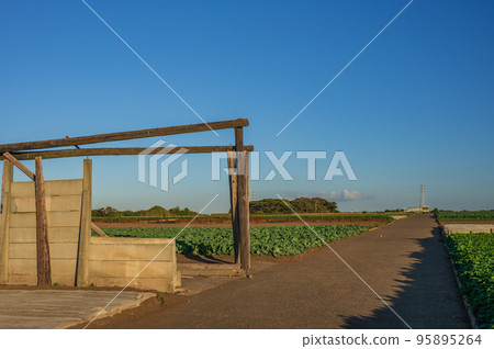 Scenery of Hatsuse Town Rural Scenery Farmland of Miura Peninsula Scenery of Hatsuse Town Rural Scenery Farmland of Miura Peninsula 95895264