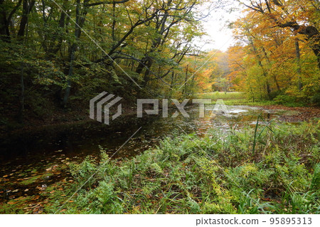 Touring swamps around Tsuta Onsen 6. Hyotan Swamp [Oirase, Towada City, Aomori Prefecture, Towada Hachimantai National Park] 95895313