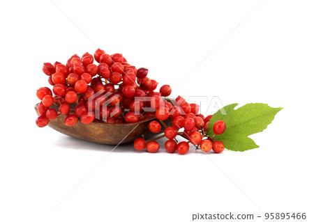 Guelder Rose or Viburnum Opulus berries over white Guelder Rose or Viburnum Opulus berries over white 95895466