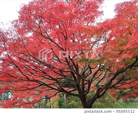 Autumn leaves fall image Autumn leaves fall image 95895512