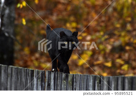 A black cat walks along a wooden fence. Pet on a walk in the park in autumn. He looks straight ahead. He has yellow eyes. Autumn outside, yellow foliage on the background. A black cat walks along a wooden fence. Pet on a walk in the park in autumn. He looks straight ahead. He has yellow eyes. Autumn outside, yellow foliage on the background. 95895521