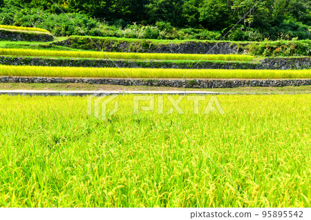 Ishigakida in the East (Tsunan Town, Niigata Prefecture) [September 2022] 95895542
