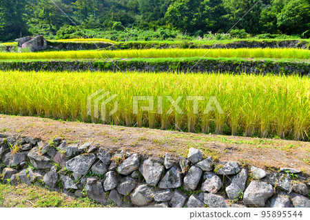 Ishigakida in the East (Tsunan Town, Niigata Prefecture) [September 2022] 95895544