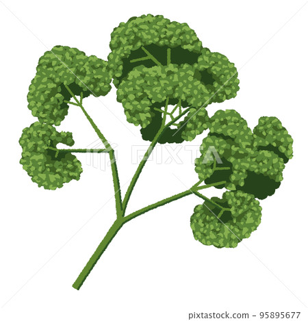 歐芹的插圖 95895677