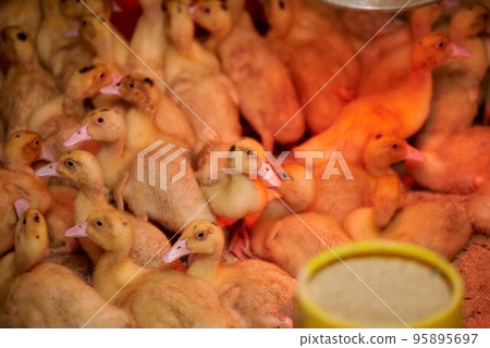Beautiful little ducklings close-up in an incubator. Agriculture. Incubator. Chicks crowd in the corral. Industrial breeding of ducks. Birds on a poultry farm. Many ducks in one photo. Beautiful little ducklings close-up in an incubator. Agriculture. Incubator. Chicks crowd in the corral. Industrial breeding of ducks. Birds on a poultry farm. Many ducks in one photo. 95895697