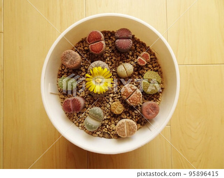 Succulent plant Lithops flower Lithops Otsu-e with yellow flowers blooming Colorful and cute group planting photo Succulent plant Lithops flower Lithops Otsu-e with yellow flowers blooming Colorful and cute group planting photo 95896415
