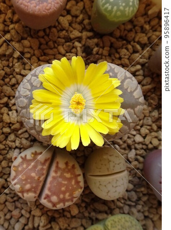 Succulent plant Lithops flower Lithops Otsu-e with yellow flowers blooming Colorful and cute group planting photo 95896417