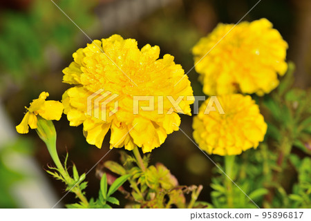 marigold with polka dots marigold with polka dots 95896817