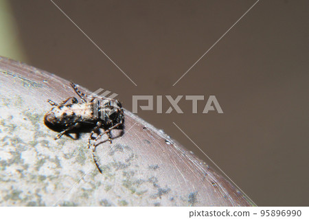 Heligrotibikobukamikiri Heligrotibikobukamikiri 95896990