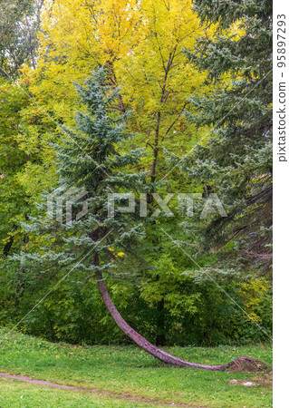 Spruce with curved trunk in autumn park Spruce with curved trunk in autumn park 95897293