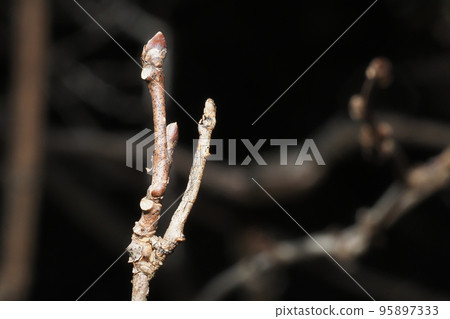A larva of a mulberry tree mimicking a tree branch (right) 95897333