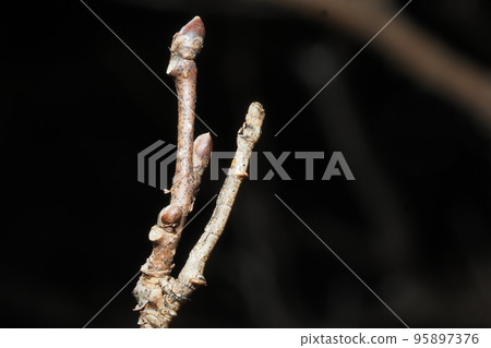 模仿樹枝的桑樹幼蟲(右) 模仿樹枝的桑樹幼蟲(右) 95897376