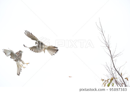 Flight of butterfly Flight of butterfly 95897383