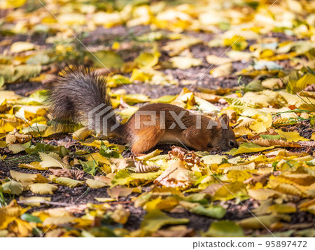 Squirrel in autumn hides nuts on the green grass with fallen yellow leaves Squirrel in autumn hides nuts on the green grass with fallen yellow leaves 95897472