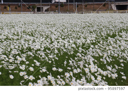 Cosmos garden 95897597
