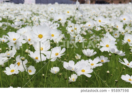Cosmos garden 95897598