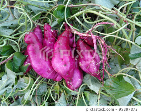 Sweet potato Sweet potato 95897872