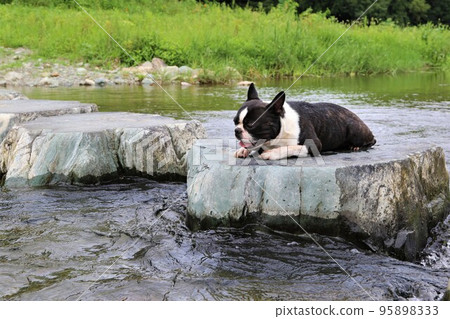 A popular spot for playing in the river, Mighty-kun, a cute Boston terrier staring at the clear stream on the stepping stones of the Tokigawa River in Tokigawa Town♡ 95898333