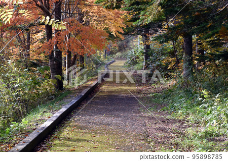 A promenade of autumn leaves A promenade of autumn leaves 95898785