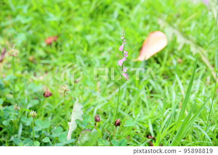 Screw fern flowers 95898819