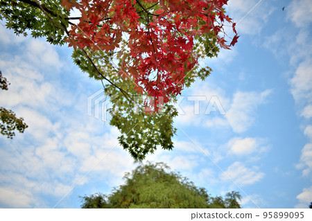 來自天上山的秋色大賽 95899095