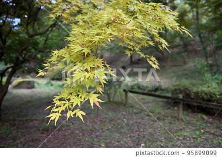 來自天上山的秋色大賽 來自天上山的秋色大賽 95899099