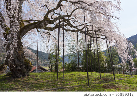 太雲寺盛開的垂枝櫻花 95899312
