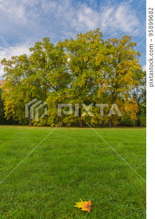 Colorful and vivid autumn colors and bright blue sky in the park Colorful and vivid autumn colors and bright blue sky in the park 95899682