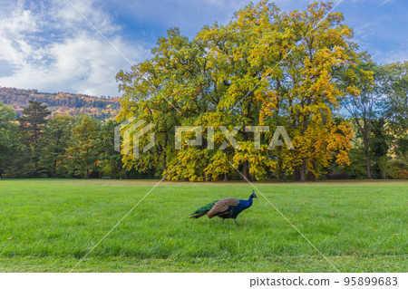 Colorful and vivid autumn colors and bright blue sky in the park 95899683