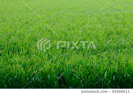 Hokkaido summer paddy rice Hokkaido summer paddy rice 95900011