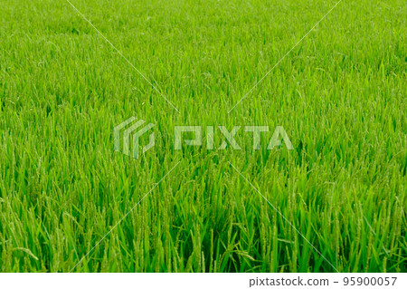 Hokkaido summer paddy rice 95900057