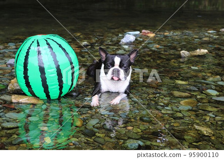 Mighty-kun, a cute Boston Terrier who enjoyed playing with watermelon at Tokigawa Town's Tokigawa River, a popular spot for playing in the river♡ 95900110