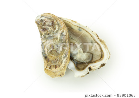 Concept of seafood, oyster isolated on white background Concept of seafood, oyster isolated on white background 95901063